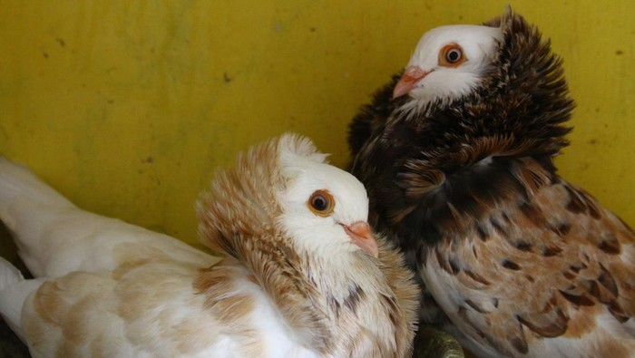 Raup Cuan Lewat Budi Daya Merpati Hias di Malang Sepasang merpati hias jenis Old Dutch Capuchine berada di kandang karantina di Fid Pigeon Farm, Malang, Jawa Timur, Senin (3/6/2024). Hasil budi daya anakan merpati hias jenis Felegyzer Tumbler, Old Dutch Capuchine, serta Black Nun tersebut dijual ke ke berbagai kota di Indonesia sebagai hewan peliharaan dan satwa kontes melalui media sosial dengan harga Rp500 ribu hingga Rp15juta per ekor tergantung kualitas. ANTARA FOTO/Ari Bowo Sucipto/YU