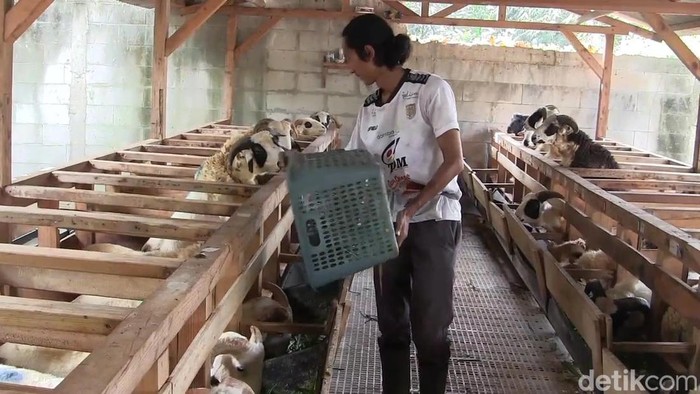 Wahyu Gumilar penjual hewan kurban di Subang