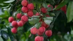 10 Buah Paling Langka di Dunia, Ada yang Hanya Ada di Indonesia!