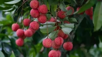 Buah leci yang manis dianggap sebagai harta karun berharga bagi masyarakat China. Tetapi kalau dikonsumsi dalam keadaan terlalu matang, kesegaran leci dapat berubah menjadi racun. Foto: Food Box HQ