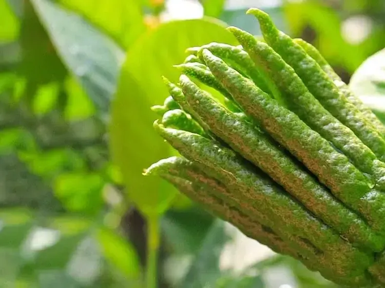 10 Buah Paling Langka di Dunia, Ada yang Hanya Ada di Indonesia!