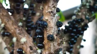 Buah Jabuticaba merupakan buah beri asli Brazil yang tidak tumbuh di daerah lain. Buah ini tak tumbuh dari bagian dahan, melainkan merembet pada bagian batang pohonnya. Foto: Food Box HQ