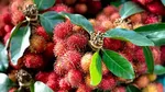 10 Buah Paling Langka di Dunia, Ada yang Hanya Ada di Indonesia!