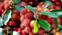 Pohon rambutan di Indonesia bahkan bisa tumbuh dengan mudah di halaman rumah. Ternyata buah ini hanya bisa tumbuh di Asia dan Australia saja, tidak ada di negara lainnya. Foto: Food Box HQ