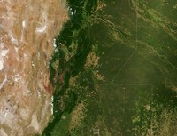 Deforestasi
