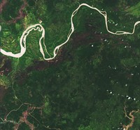 Deforestasi