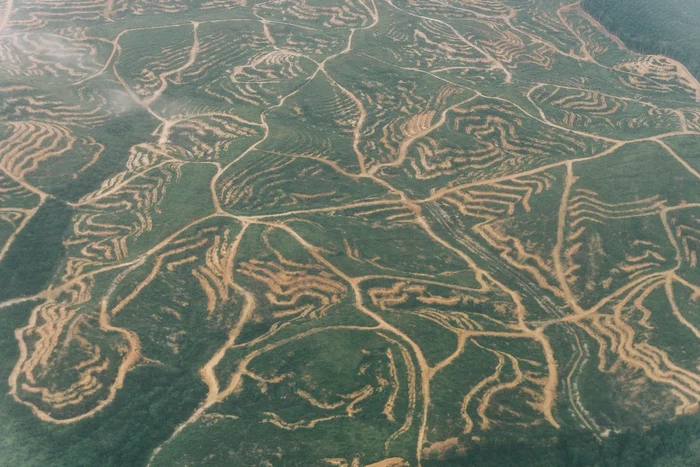 Deforestasi