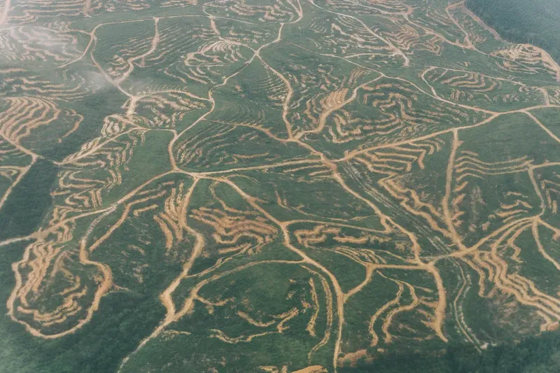 Deforestasi