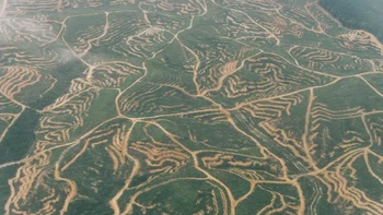 Pemandangan udara deforestasi di Balikpapan, Kalimantan Timur, Indonesia. Perkebunan sawit merupakan salah satu ancaman terbesar bagi Kalimantan. Kelapa sawit menyebabkan hilangnya setidaknya 39% tutupan pohon di Kalimantan. Foto: via Live Science