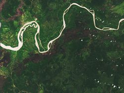 Foto Miris Deforestasi Dunia, Hutan Papua dan Kalimantan Dibabat!