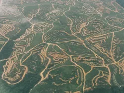 Foto Miris Deforestasi Dunia, Hutan Papua dan Kalimantan Dibabat!