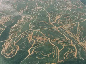 Paru-paru Dunia Kritis, Papua dan Kalimantan Disebut!