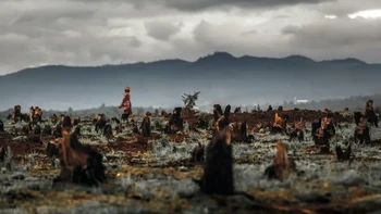 Sejak tahun 2000, Madagaskar, Afrika Timur,  kehilangan 24% tutupan pohonnya. Salah satu penyebab utama penggundulan hutan di Madagaskar adalah pertanian tebang dan bakar yang juga dikenal sebagai ladang berpindah. Gambar ini menampakkan tunggul pepohonan yang tertinggal dari pertanian tebang dan bakar yang membabat hutan. Foto: Getty Images via Live Science