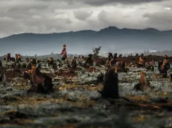 Foto Miris Deforestasi Dunia, Hutan Papua dan Kalimantan Dibabat!