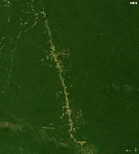Deforestasi