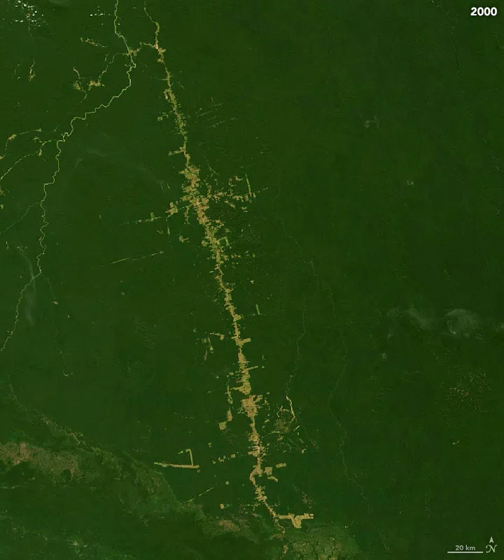 Deforestasi