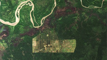 Satelit pengamat Bumi Landsat 5 dan Landsat 8 mengambil gambar pembukaan hutan luas di sekitar Sungai Digul di Papua, Indonesia pada 27 November 2019. Foto: Landsat via Live Science