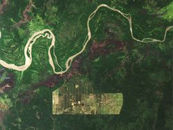 Foto Miris Deforestasi Dunia, Hutan Papua dan Kalimantan Dibabat!