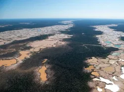 Foto Miris Deforestasi Dunia, Hutan Papua dan Kalimantan Dibabat!