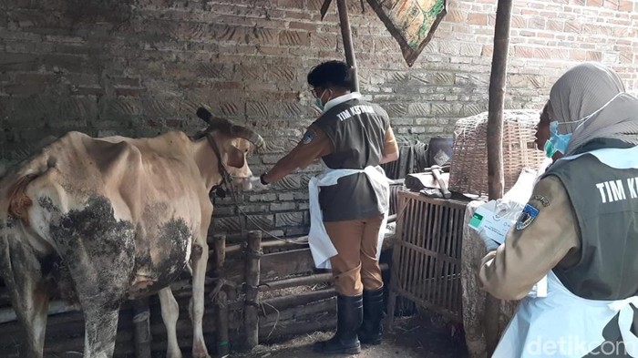DKPP selidiki penyebab 21 ekor sapi mati mendadak di Kediri