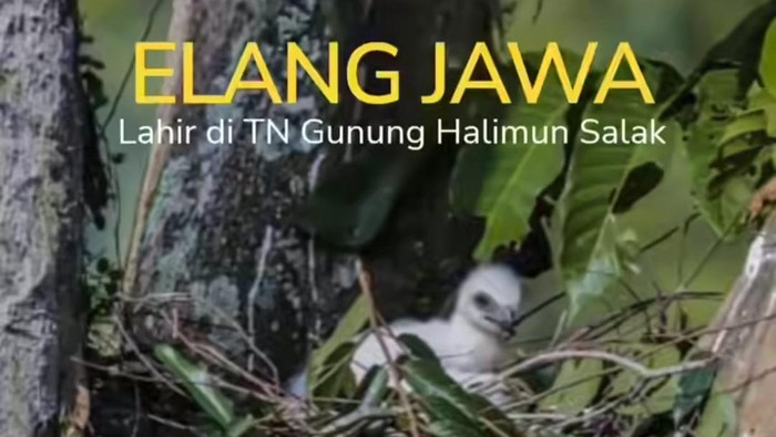 Elang Jawa yang lahir di Taman Nasional Gunung Halimun Salak (TNGHS), Selasa (28/5/2024).