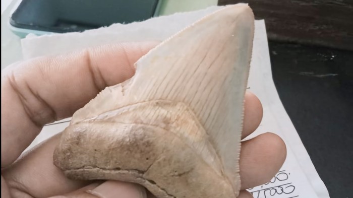 Fosil gigi hiu purba atau megalodon.