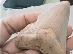 Ada Fosil Gigi Megalodon di Lokasi Batu Beraroma Kemenyan