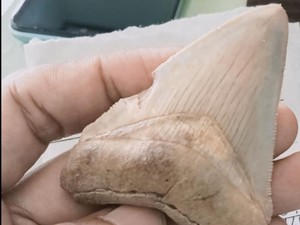 Ada Fosil Gigi Megalodon di Lokasi Batu Beraroma Kemenyan
