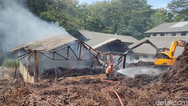 Proses pendinginan di gudang limbah penyulingan minyak kayu putih di Hutan Bunder, Gunungkidul, pagi ini