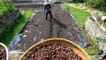 Permintaan Tinggi, Harga Kopi Puntang Melesat