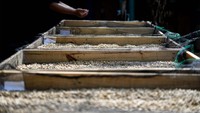 Petani kopi menyebutkan, harga biji kopi di Gunung Puntang naik menjadi Rp 100 ribu atau naik sebesar 30 persen dibandingkan Juni tahun lalu yang hanya Rp 80 ribu akibat meningkatnya permintaan dari berbagai kota di Indonesia.