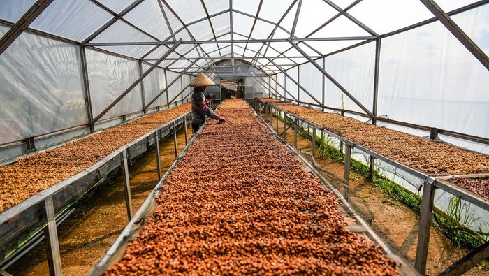 Buruh tani menjemur biji kopi puntang di Kaki Gunung Puntang, Kabupaten Bandung, Jawa Barat, Selasa (4/6/2024). Petani kopi di Gunung Puntang menyebutkan, harga biji kopi di Gunung Puntang naik menjadi Rp100.000 atau naik sebesar 30 persen dibandingkan Juni tahun lalu yang hanya Rp80.000 akibat meningkatnya permintaan dari berbagai kota di Indonesia. ANTARA FOTO/Raisan Al Farisi /rwa.