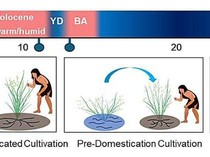 Ilmuwan Ungkap Asal Usul Padi Selama 100.000 Tahun, Evolusi dari Tanaman Liar?