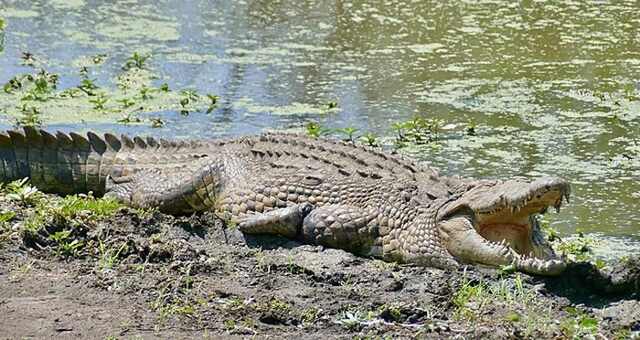 Nile Crocodile (Crocodylus niloticus).