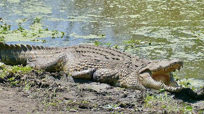 Nile Crocodile (Crocodylus niloticus).