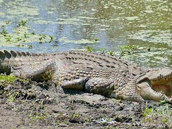 8 Buaya Terbesar di Dunia yang Pernah Diukur