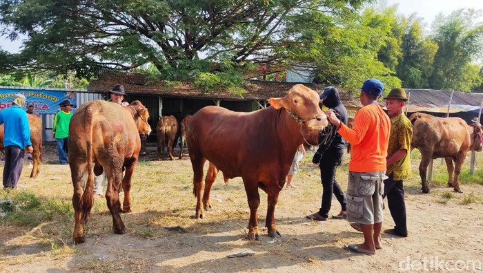 Pasar hewan Lamongan