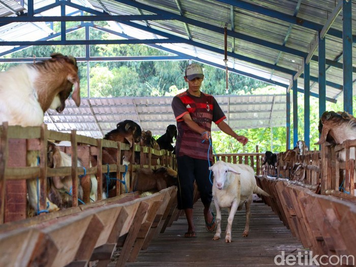 Penjual kambing di Ponorogo kebanjiran order