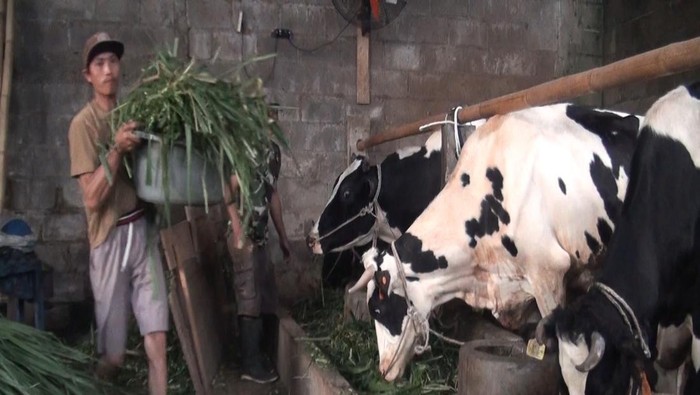 Peternak sapi di Malang