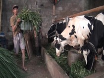 Respons Peternak di Malang Soal Wacana Impor Sapi Program Makan Gratis