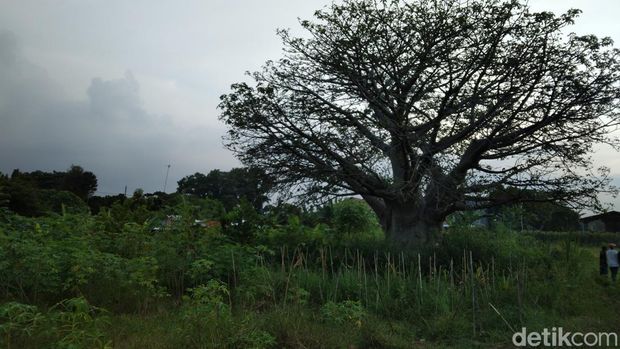Pohon Baobad di Istana Binarong Cirebon
