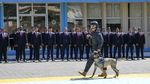 Potret Militer Ekuador Gelar Upacara Penghargaan untuk Anjing Tentara