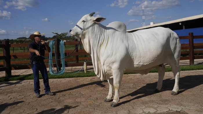 A stockman shows off the Nelore cow known as Viatina-19 at a farm in Uberaba, Minas Gerais state, Brazil, Friday, April 26, 2024. Viatina-19 is the product of years of efforts to raise meatier cows, and is the most expensive cow ever sold at auction, according to Guinness World Records. (AP Photo/Silvia Izquierdo)