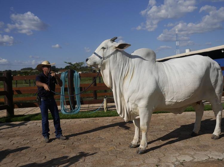 Jadi Termahal di Dunia, Sapi Rp 65 M Ini Dikawal Ketat dan Dipuja