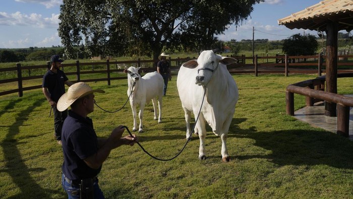 Potret Sapi Termahal di Dunia, Harganya Tembus Rp 64 Miliar A stockman shows off the Nelore cow known as Viatina-19 at a farm in Uberaba, Minas Gerais state, Brazil, Friday, April 26, 2024. Viatina-19 is the product of years of efforts to raise meatier cows, and is the most expensive cow ever sold at auction, according to Guinness World Records. (AP Photo/Silvia Izquierdo)