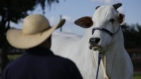 Sapi itu beberapa waktu lalu dilelang untuk sepertiga kepemilikan. Nilainya terjual USD 1,44 juta atau dikisaran Rp 21 miliar. Pada tahun 2022, setengah kepemilikan sapi itu sudah terjual seharga USD 800.000. Sehingga diperkirakan harga sapi itu mencapai Rp 64,8 M.