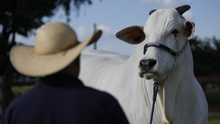 Potret Sapi Termahal di Dunia, Harganya Tembus Rp 64 Miliar A stockman shows off the Nelore cow known as Viatina-19 at a farm in Uberaba, Minas Gerais state, Brazil, Friday, April 26, 2024. Viatina-19 is the product of years of efforts to raise meatier cows, and is the most expensive cow ever sold at auction, according to Guinness World Records. (AP Photo/Silvia Izquierdo)