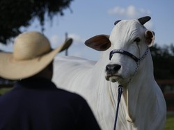 6 Sapi Termahal di Dunia, Ada yang Pecahkan Rekor