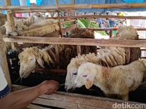 Ketersediaan Hewan Kurban di Banyuwangi Melimpah Jelang Idul Adha