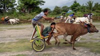 Tradisi Molumba Japi diikuti 140 ekor sapi dari berbagai desa di Sigi.